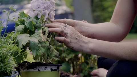 Young woman's hands prepares a potted flower for planting in a garden outdoors Stock Footage 111447913