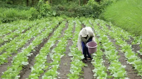 Young women caring for field Stock Footage