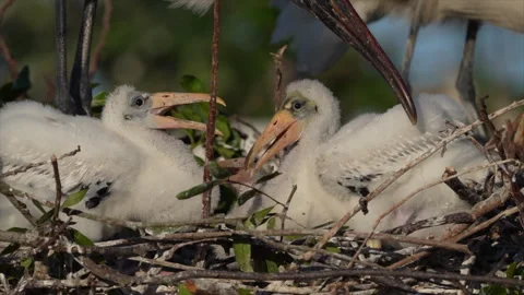 Young Wood Storks Stock Footage 245630816