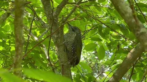 Young Woodpecker close up tree Stock Footage 244720041