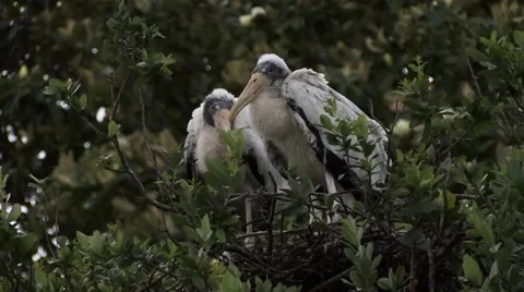 Young Woodstorks Stock Footage 41733616