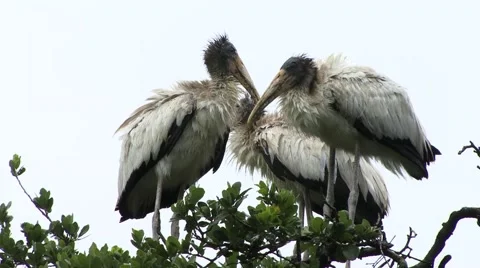 Young Woodstorks Stock Footage 41733854