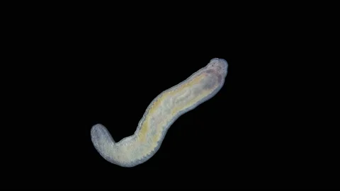 Young Worm Nemertea Prostoma sp. under the microscope Stock Footage 161629320