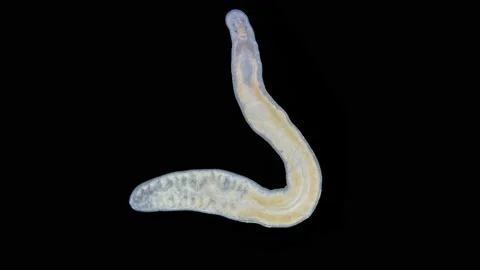 Young Worm Nemertea Prostoma sp. under the microscope, Tetrastemmatidae Stock Footage 236626836