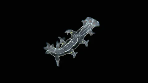 Young worm Polychaeta, of the order Phyllodocida under a microscope Stock Footage 124891821