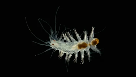 A young worm Polychaeta under a microscope, the family Hesionidae, order Stock Footage 123014525
