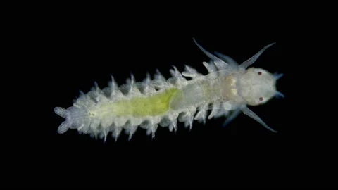 Young worm under a microscope, class Polychaeta, family Phyllodocidae Stock Footage 157879952