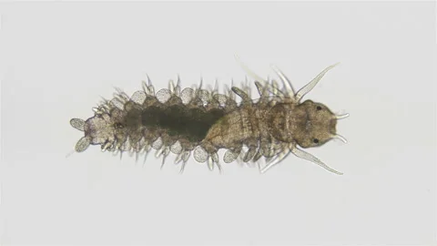 Young worm under a microscope, class Polychaeta, family Phyllodocidae, genus Stock Footage 220412088