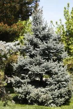 Young X-mas tree or pine tree. Small spruce growing in a garden Stock Photos