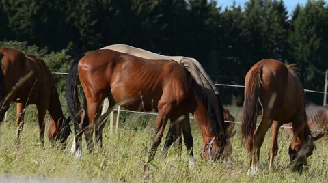 Young yearlings grazing together Stock Footage 54047712