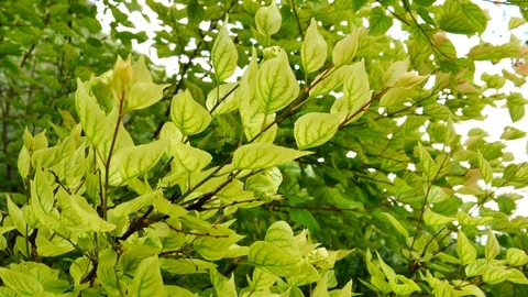 Young Yellow And Green Tree Leaves In Spring Stock Footage 89685069