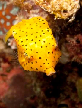Young yellow boxfish Foto stock