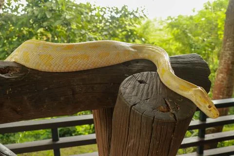 Young yellow Burmese python close up. Albino Python bivittatus crawls on a Stock Photos