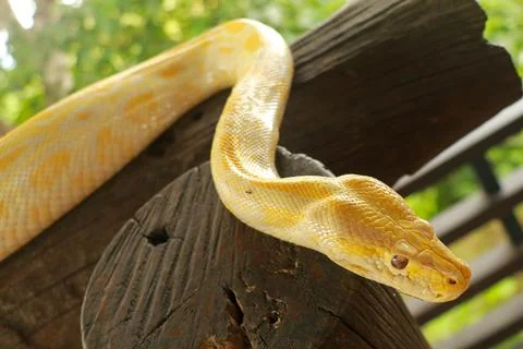 Young yellow Burmese python close up. Albino Python bivittatus crawls on a 写真素材