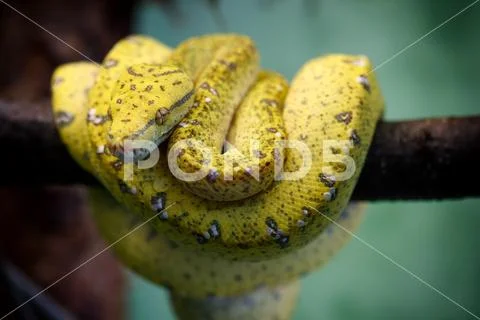 Young yellow colored Green tree python (Morelia viridis) Stock Photos