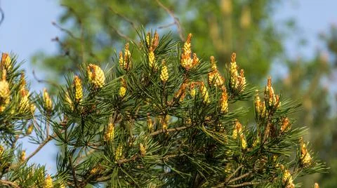 Young yellow cones on a pine tree on a warm spring day Stock Photos