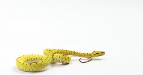 Young yellow green tree python slowly moves across white background from Stock Footage 151214874