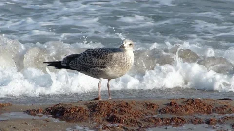 Young yellow-legged gull Stock Footage 339214428