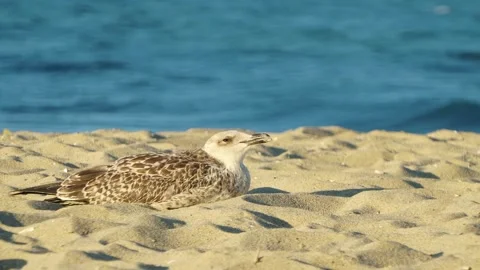 Young yellow-legged Gull (Larus michahellis) lying in the sand on the seashore. Stock Footage 282039577