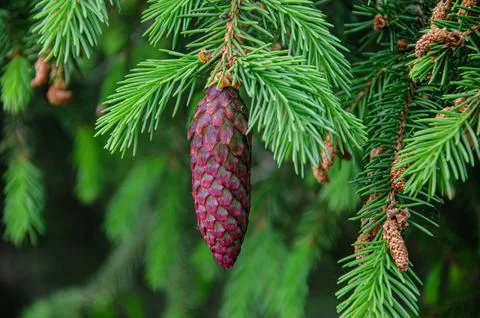Young Yellow Pine Cones On The Branches Stock-Fotos
