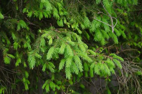 Young Yellow Pine Cones On The Branches Stock Photos