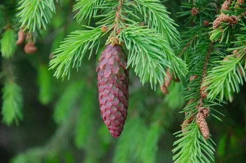 Young Yellow Pine Cones On The Branches Stock Photos