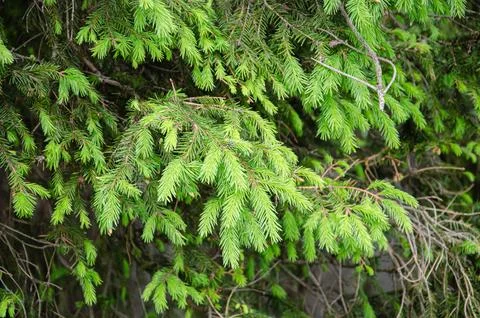 Young Yellow Pine Cones On The Branches Stock Photos