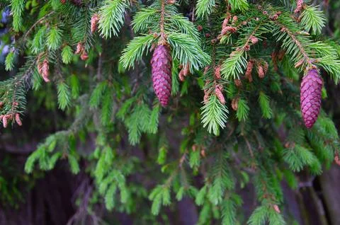Young Yellow Pine Cones On The Branches Stock Photos