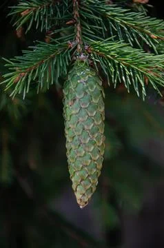 Young Yellow Pine Cones On The Branches Stock Photos