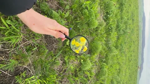 Young yellow spring flower on a meadow under the magnifying glass  Stock Footage 262237495