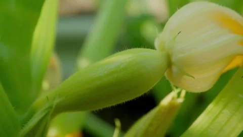 Young Yellow Squash Growing In Garden Field Stock Footage 340322969