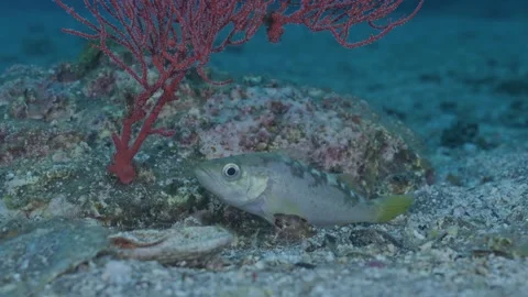 Young yellowtail rockfish resting on seabed Stock Footage 344434818