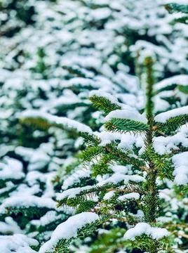 Young Yew tree sapling in snow Stock Photos