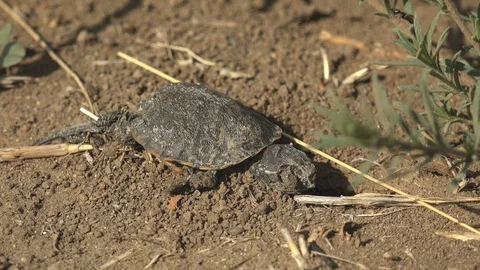 Young young turtle died without water from summer heat in sand. Macro wildlife Stock Footage 129573783