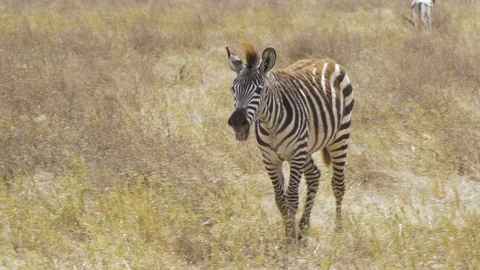 Young zebra calling out Stock Footage 129711562