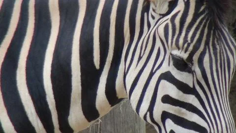 Young zebra close Fotos Stock