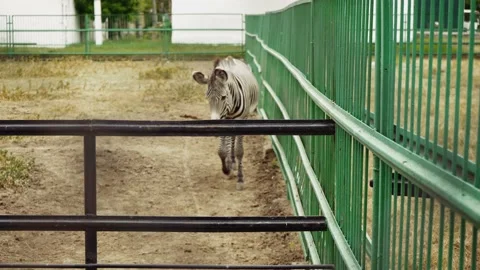 Young zebra in a corral of a farm. Curious zebra in an open-air paddock. Stock-Footage 165741353