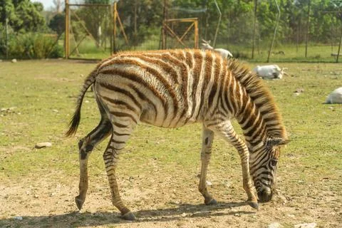 Young zebra eats grass under the sun in safari madrid Stock Photos