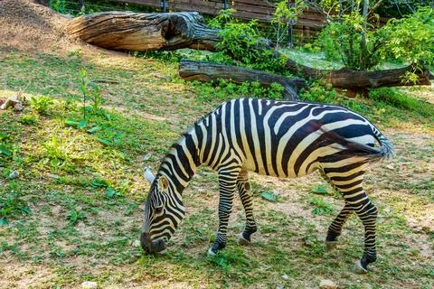 A young zebra eats grass. Zebra grazes on the lawn. 写真素材