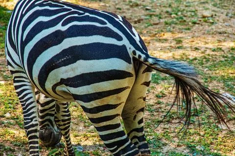 A young zebra eats grass. Zebra grazes on the lawn. Stock Photos