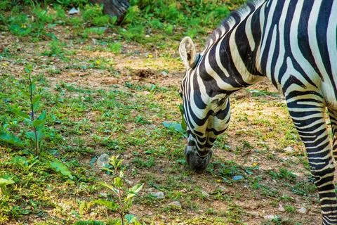 A young zebra eats grass. Zebra grazes on the lawn. Stock Photos