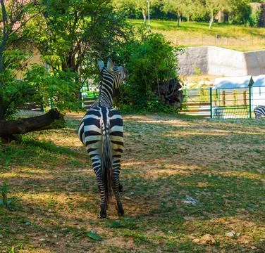A young zebra eats grass. Zebra grazes on the lawn. Stock Photos