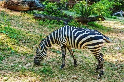 A young zebra eats grass. Zebra grazes on the lawn. 写真素材