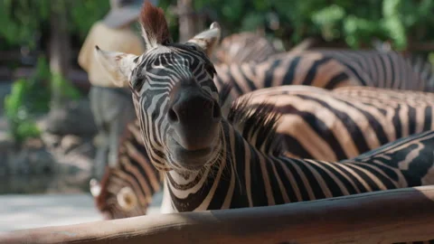 Young zebra engages with visitors. Curious juvenile zebra leans toward observers Stock Footage 330417785