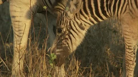 A young zebra foal Vídeos de archivo 12358088