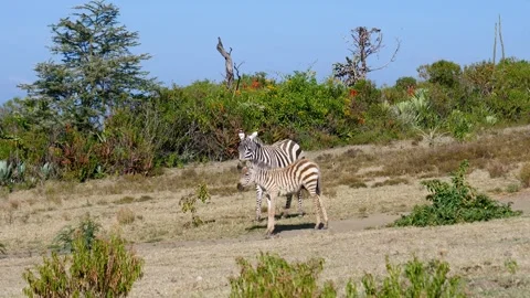 Young zebra foal nursing from its mother in the wild Stock Footage 332670491