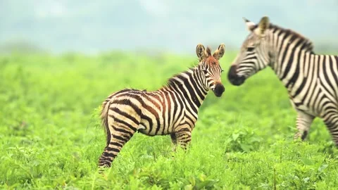 Young zebra foal stands in lush green grass while mother walks into frame at Stock Footage 340861982