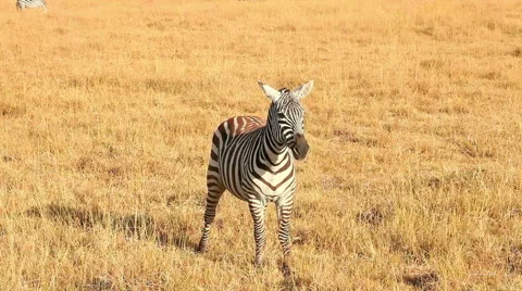 Young zebra Video stock 54377318