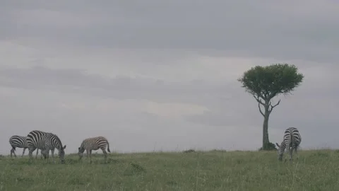 Young zebra with herd on the plains. Stock Footage 156465529