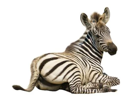 Young zebra isolated Foto stock